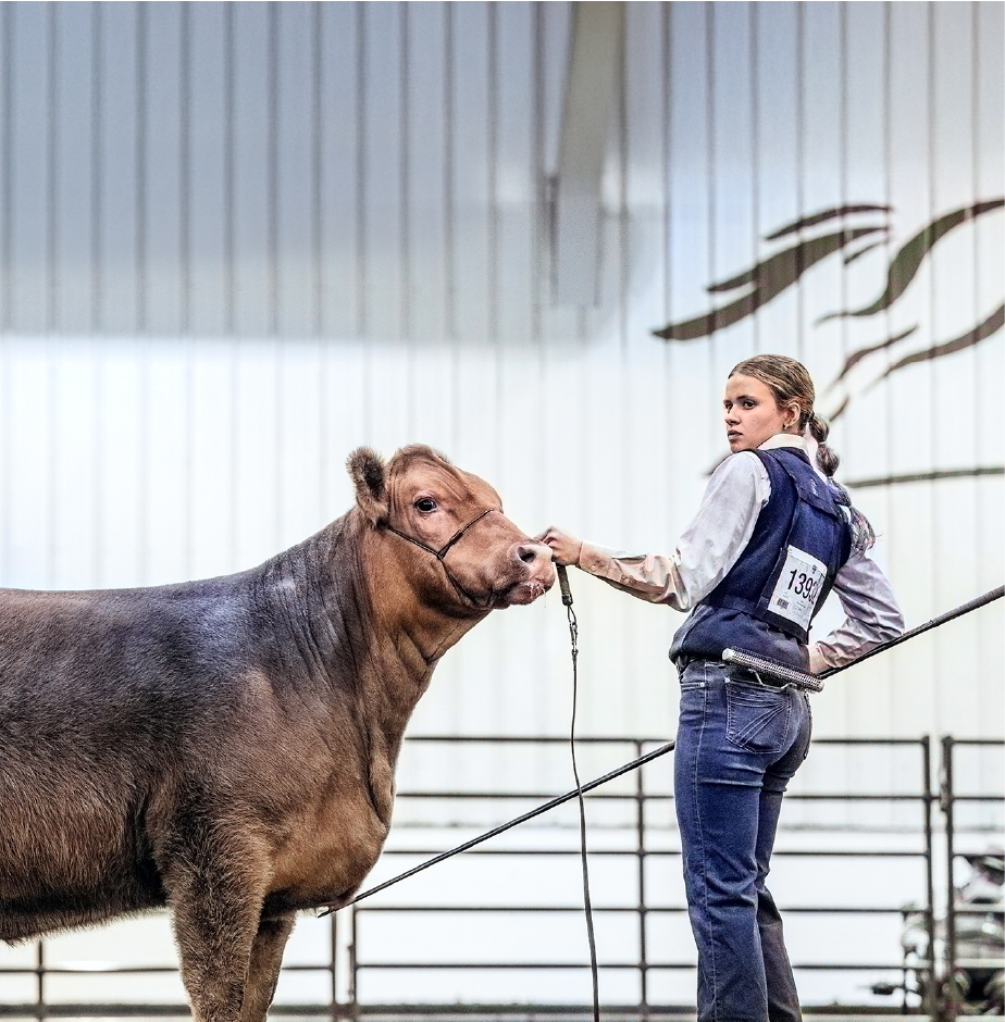 A girl holds a brown cows reins