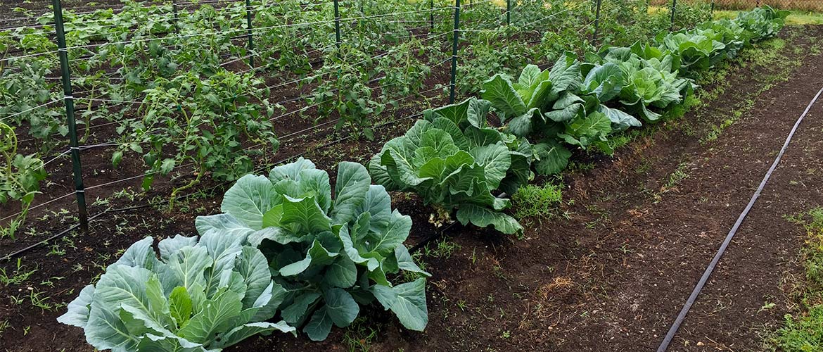 Rows of leafy green vegetables growing on the campus of Lyndon B. Johnson Hospital