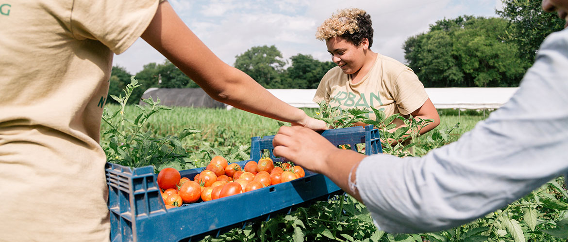 Teens pick tomatoes with the Austin-based Urban Roots youth leadership program