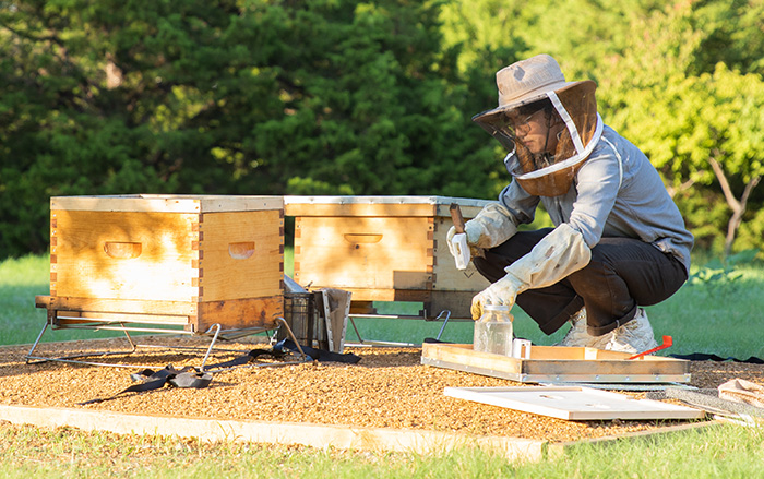 Beekeeper tends to honeybee hives.