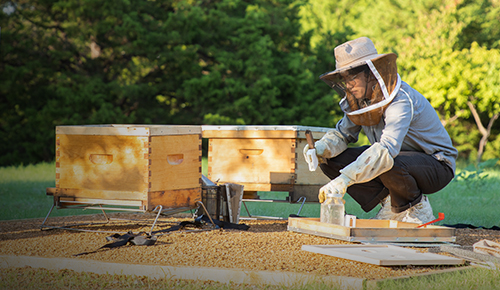Beekeeper tends to honeybee hives. 