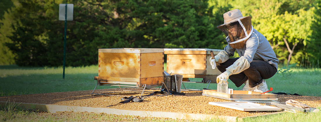 Beekeeper tends to honeybee hives. 