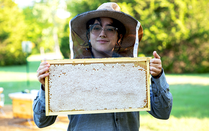 A beekeeper holds a rack pulled from a hive.