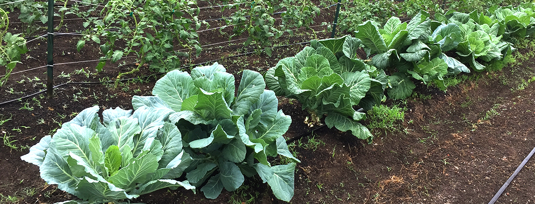 Hilera de cultivos de verduras de hoja verde en una granja